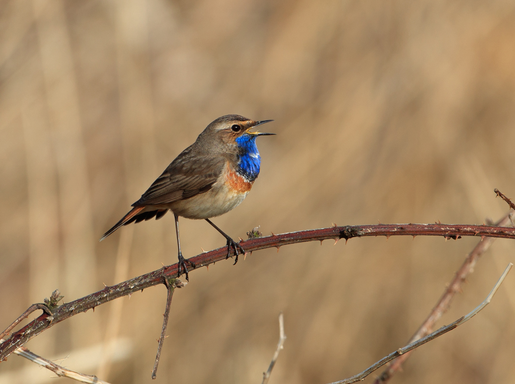 Luscinia svecica Bluethroat Blauwborst